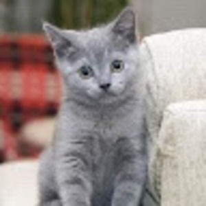 Meet your Posher, Lucille